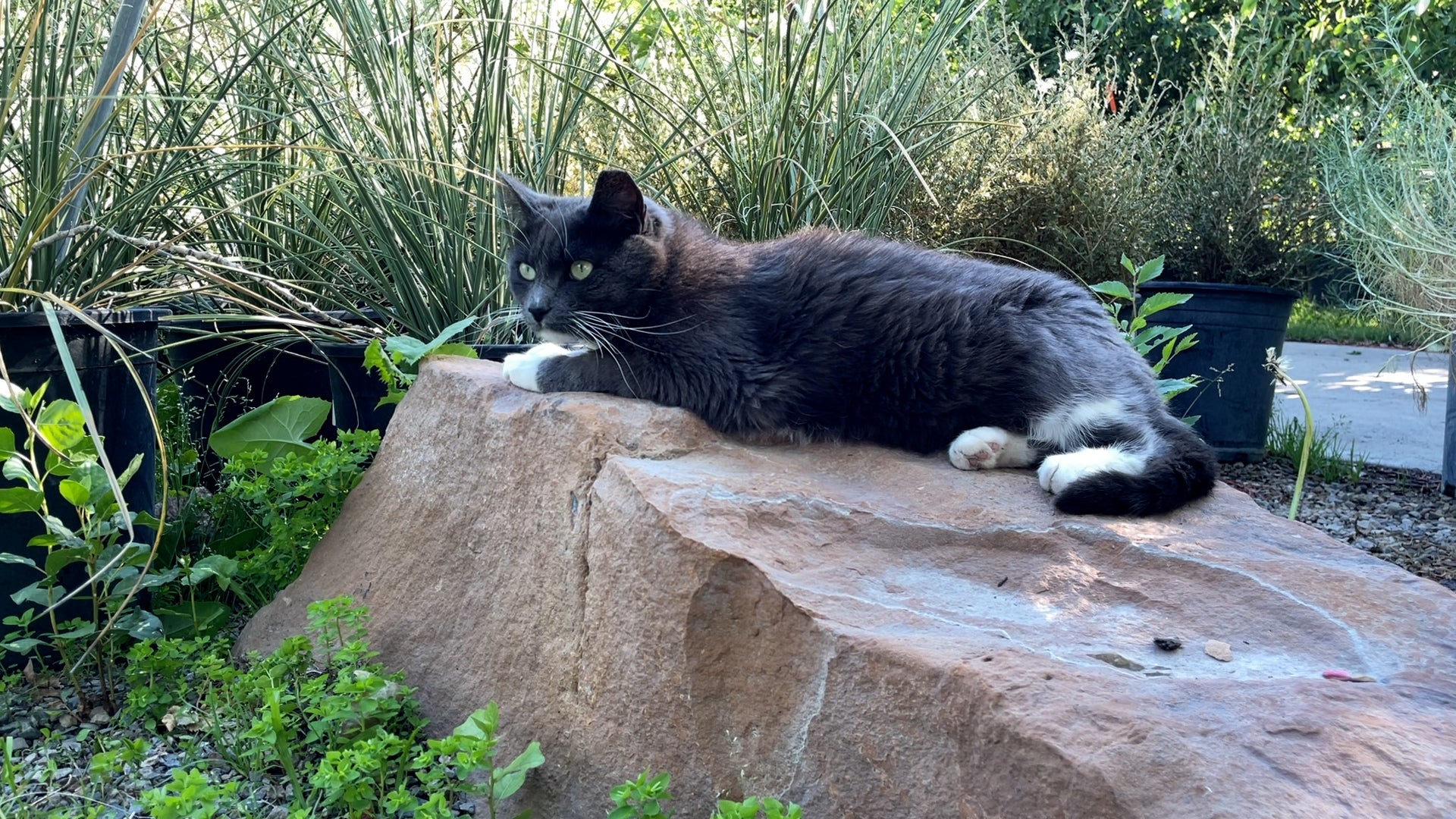 Cat Rescued From Sll Rescued cat lands gig at garden center | Best Friends Animal Society