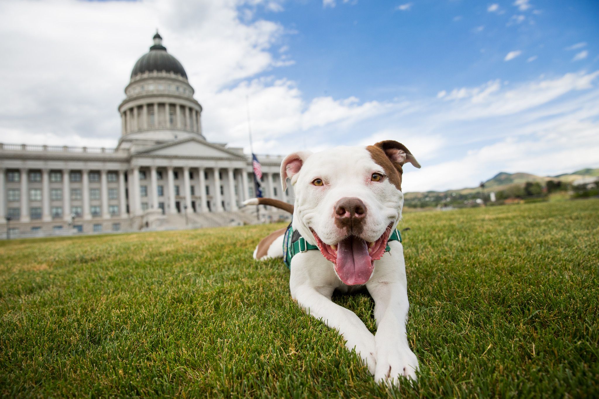 How You Can Advocate For Shelter Animals In 2023 | Best Friends Animal ...