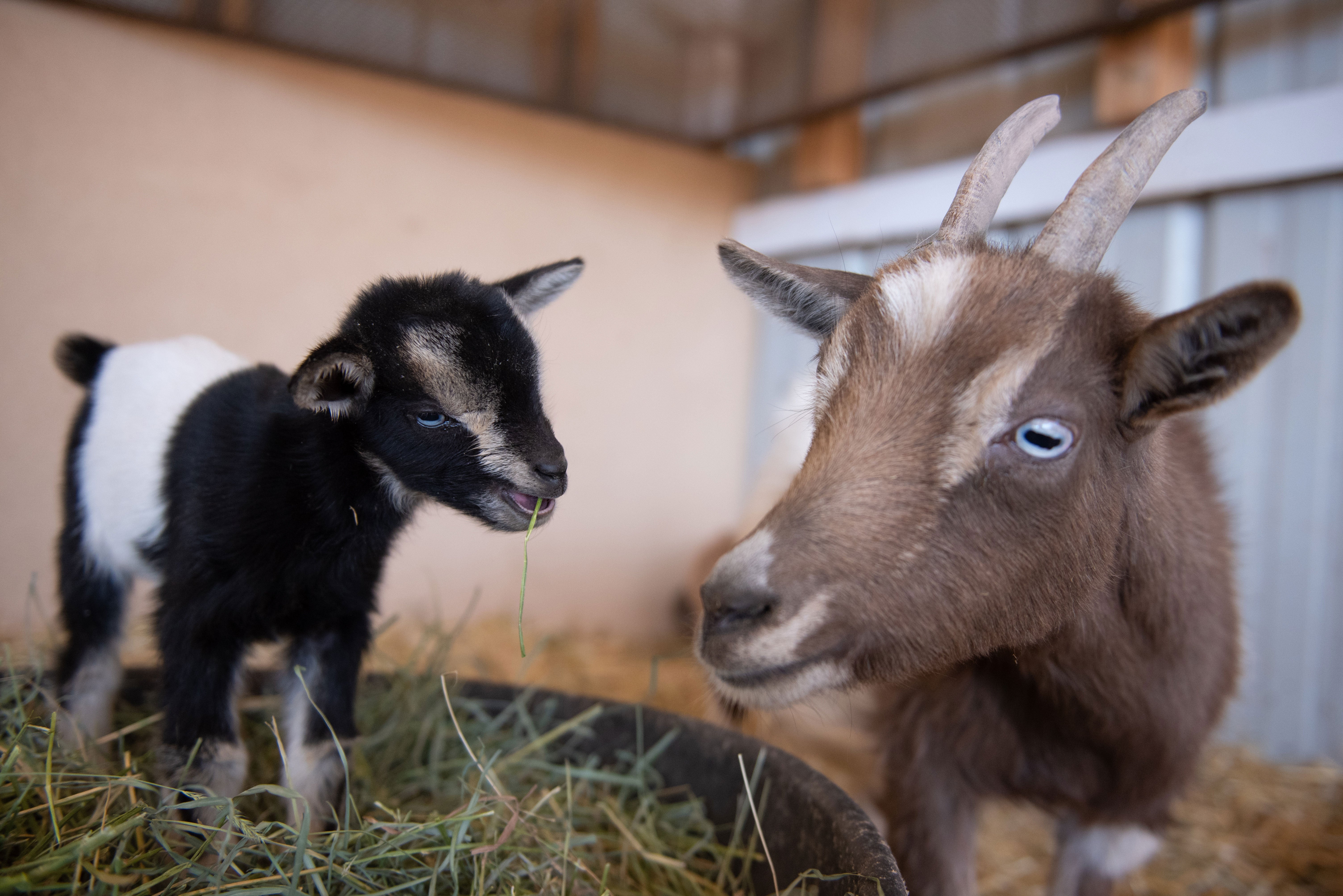 Watch baby goats kid around | Best Friends Animal Society