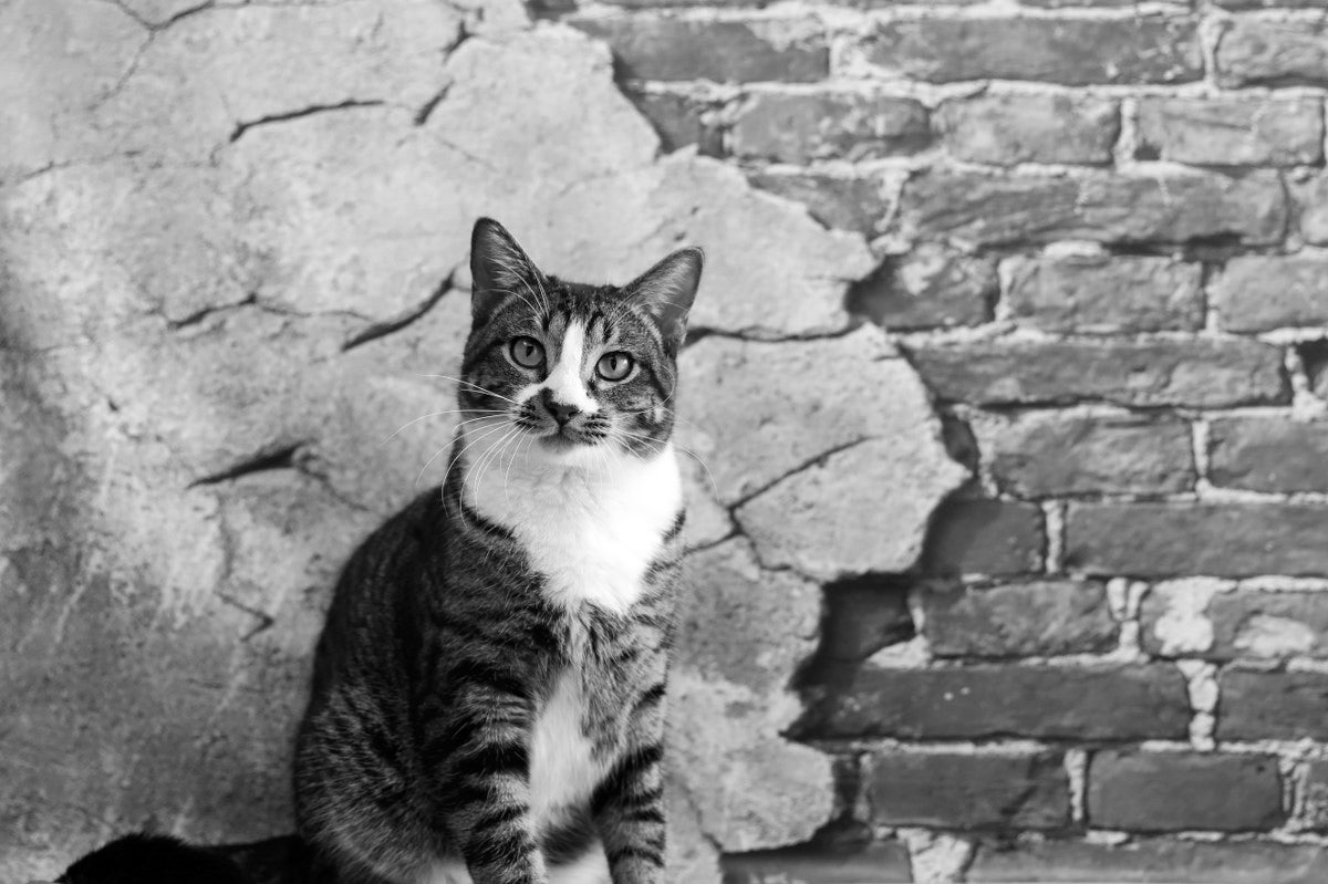 New Best Friends Animal Society ‘NoKill Utah’ Report Card Focuses on Utah County Best Friends