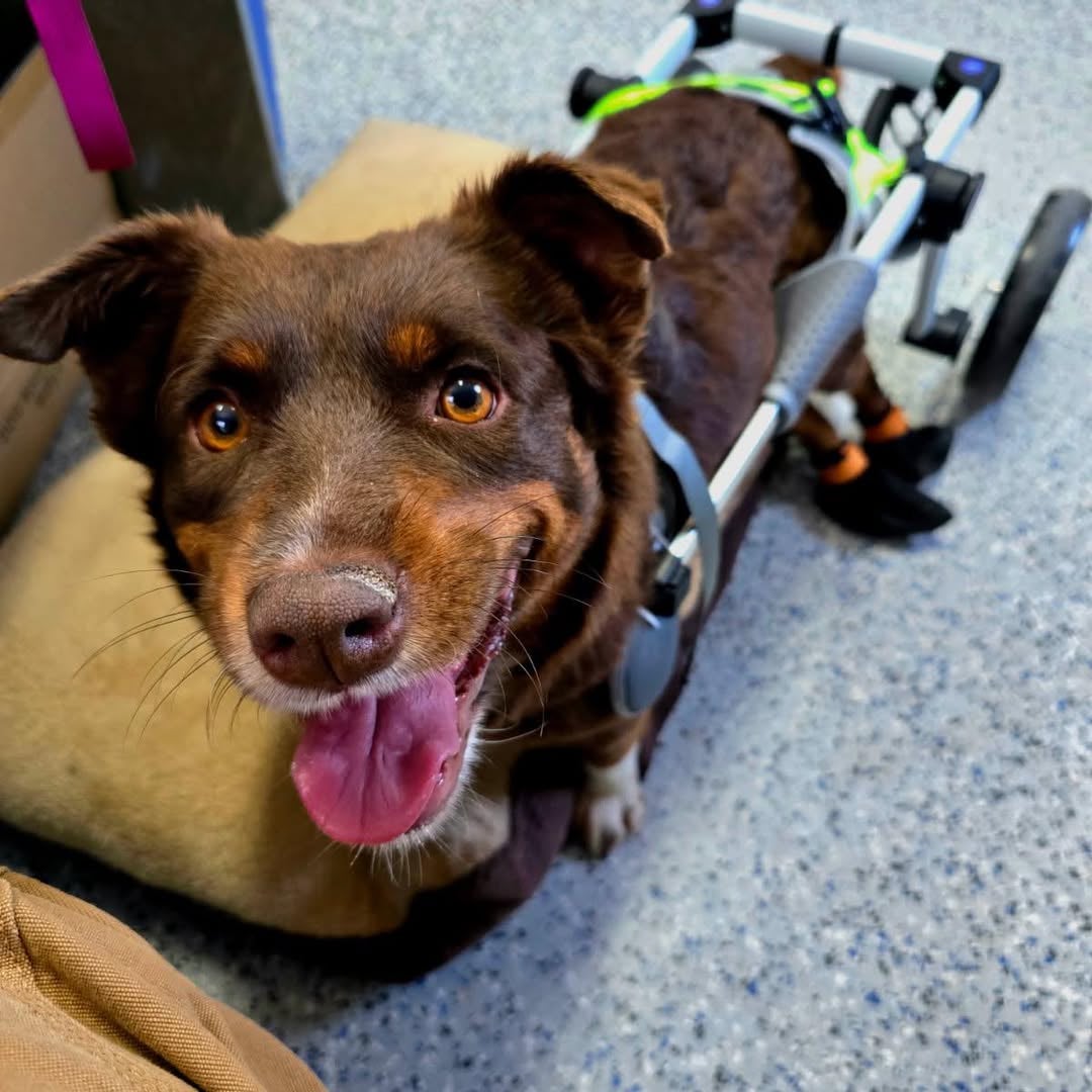The dog who wasn't supposed to walk is running now