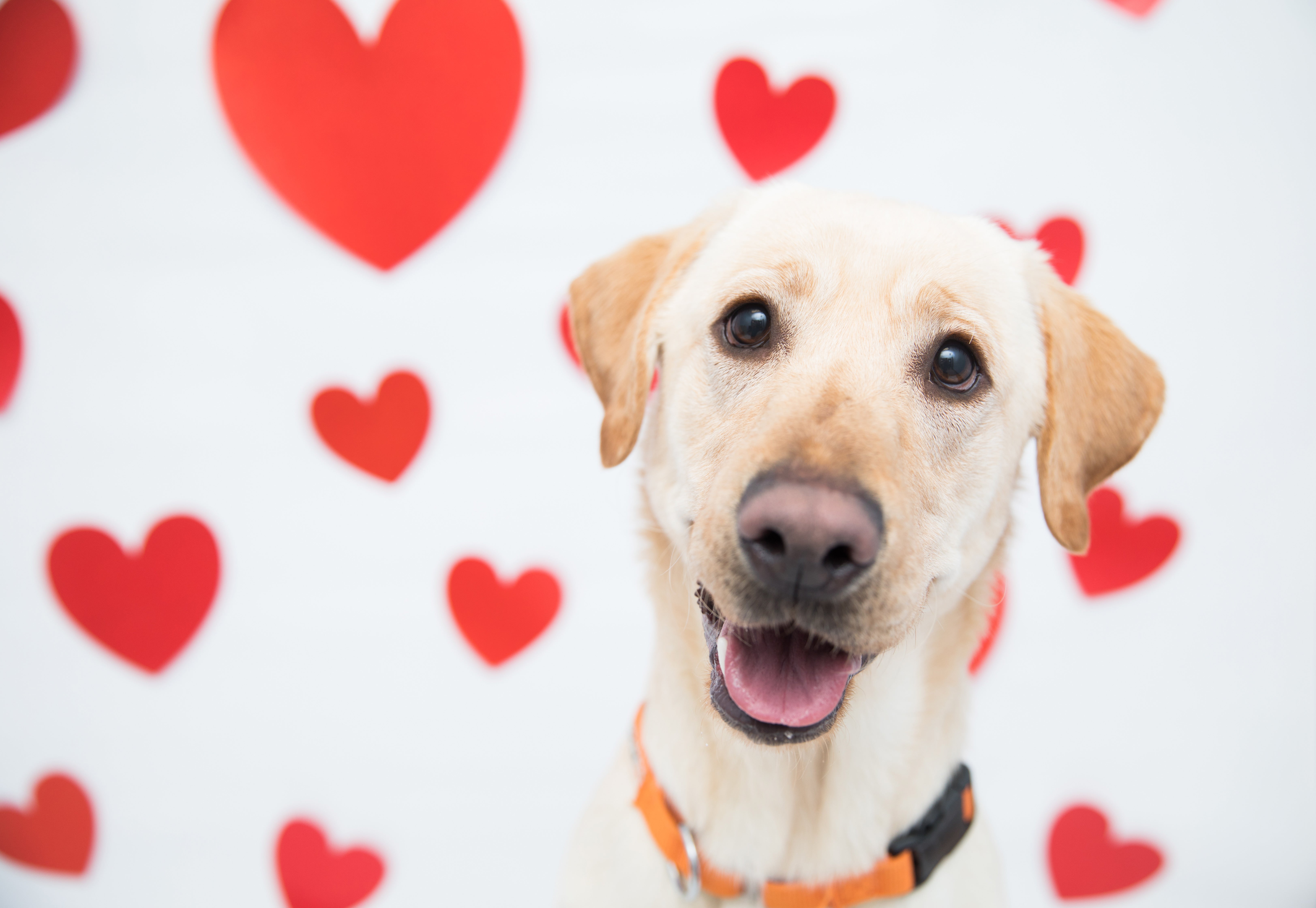9 ways your pet says I love you | Best Friends Animal Society
