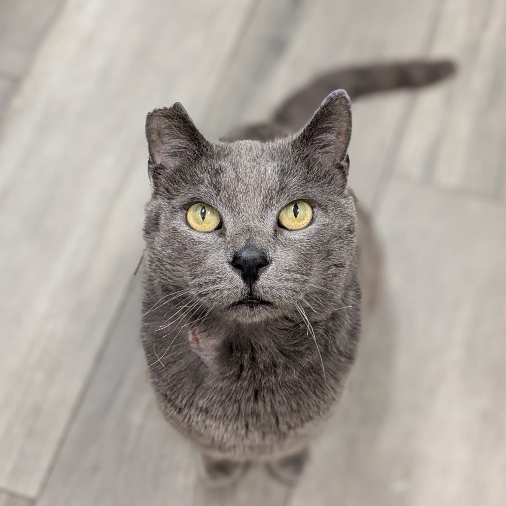 Faces of No-Kill: Cat thrives after surviving wildfires | Best Friends ...