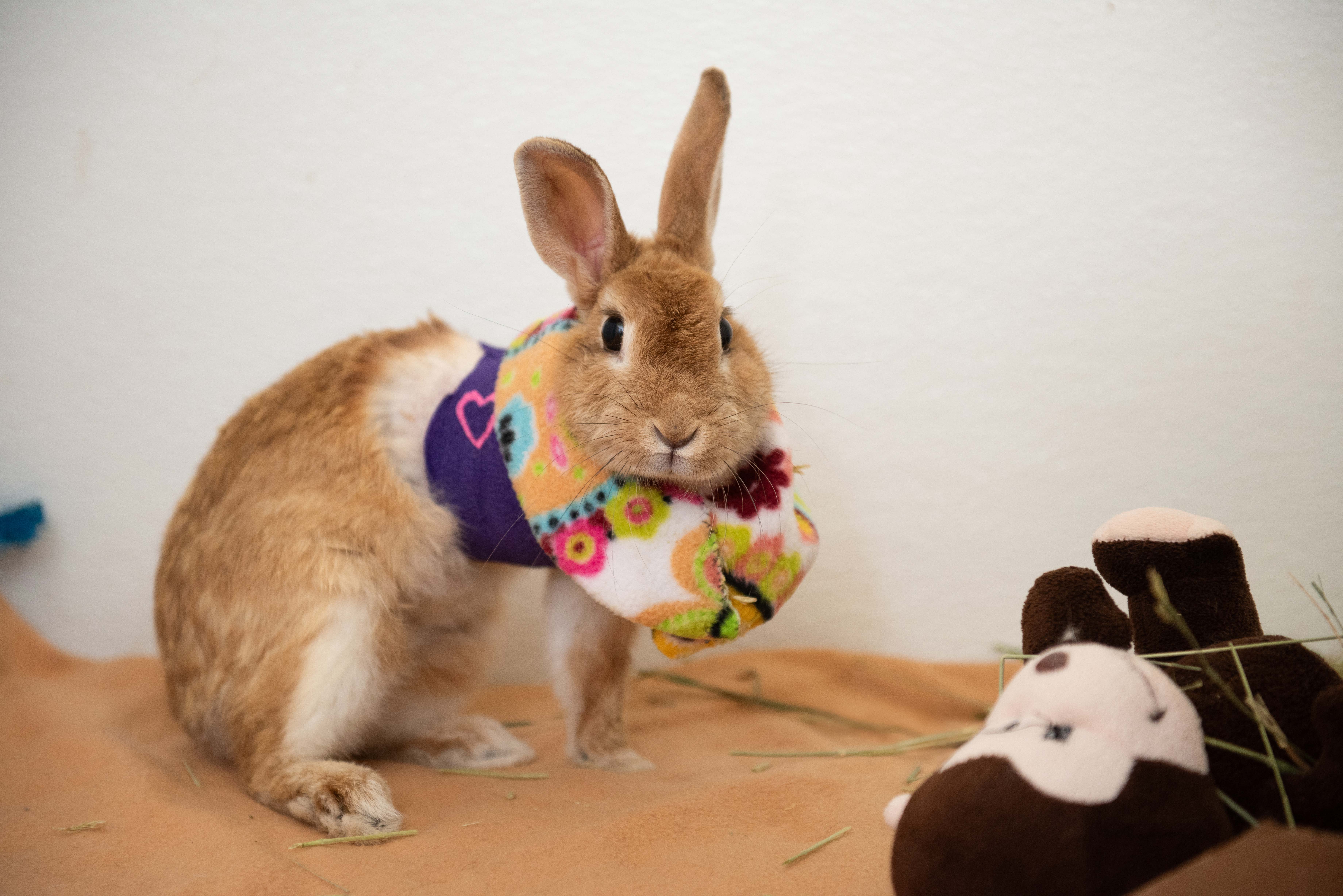 Resilient bunny zooms into life on 3 legs Best Friends Animal Society