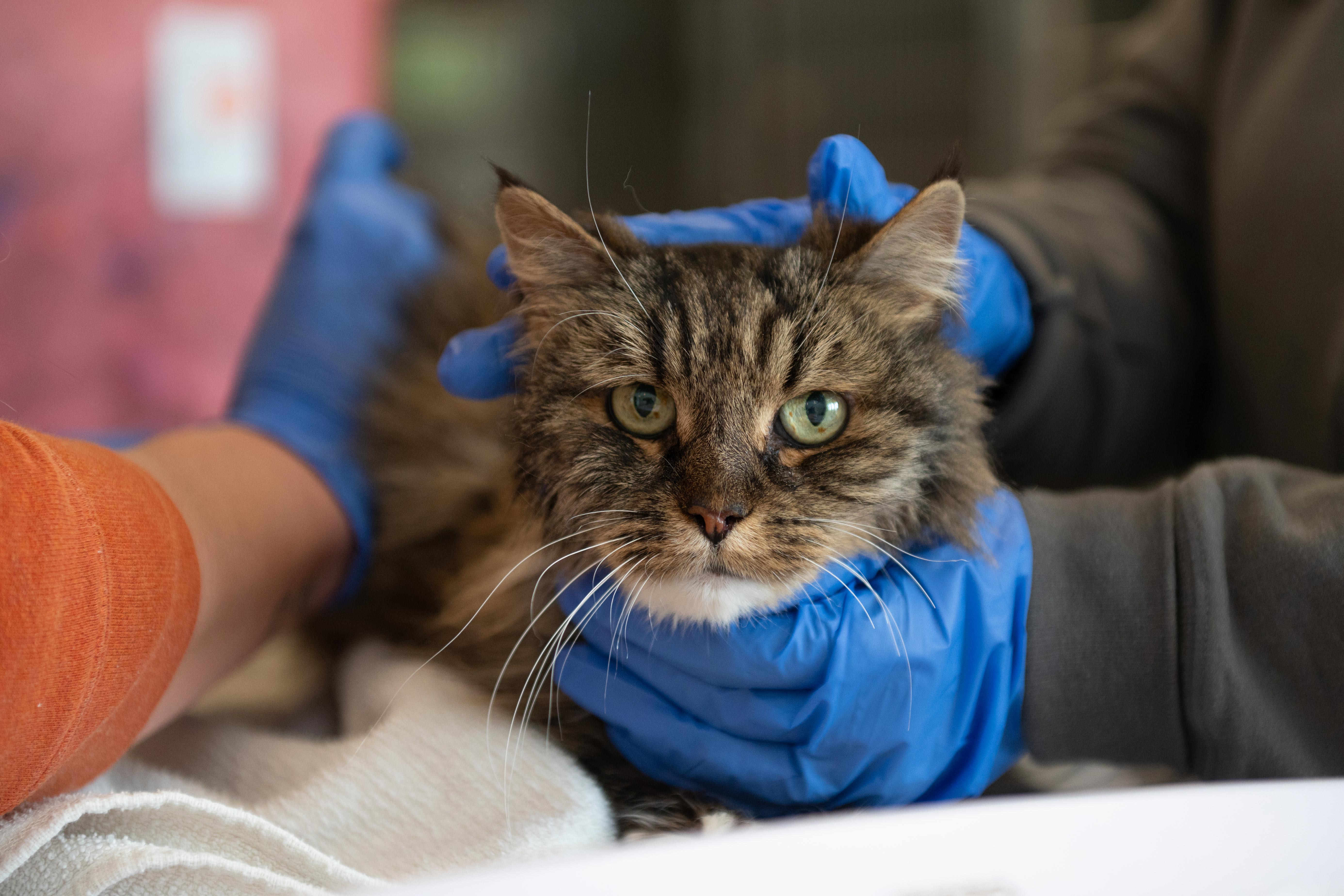 Miracle kitty survives fall off cliff | Best Friends Animal Society