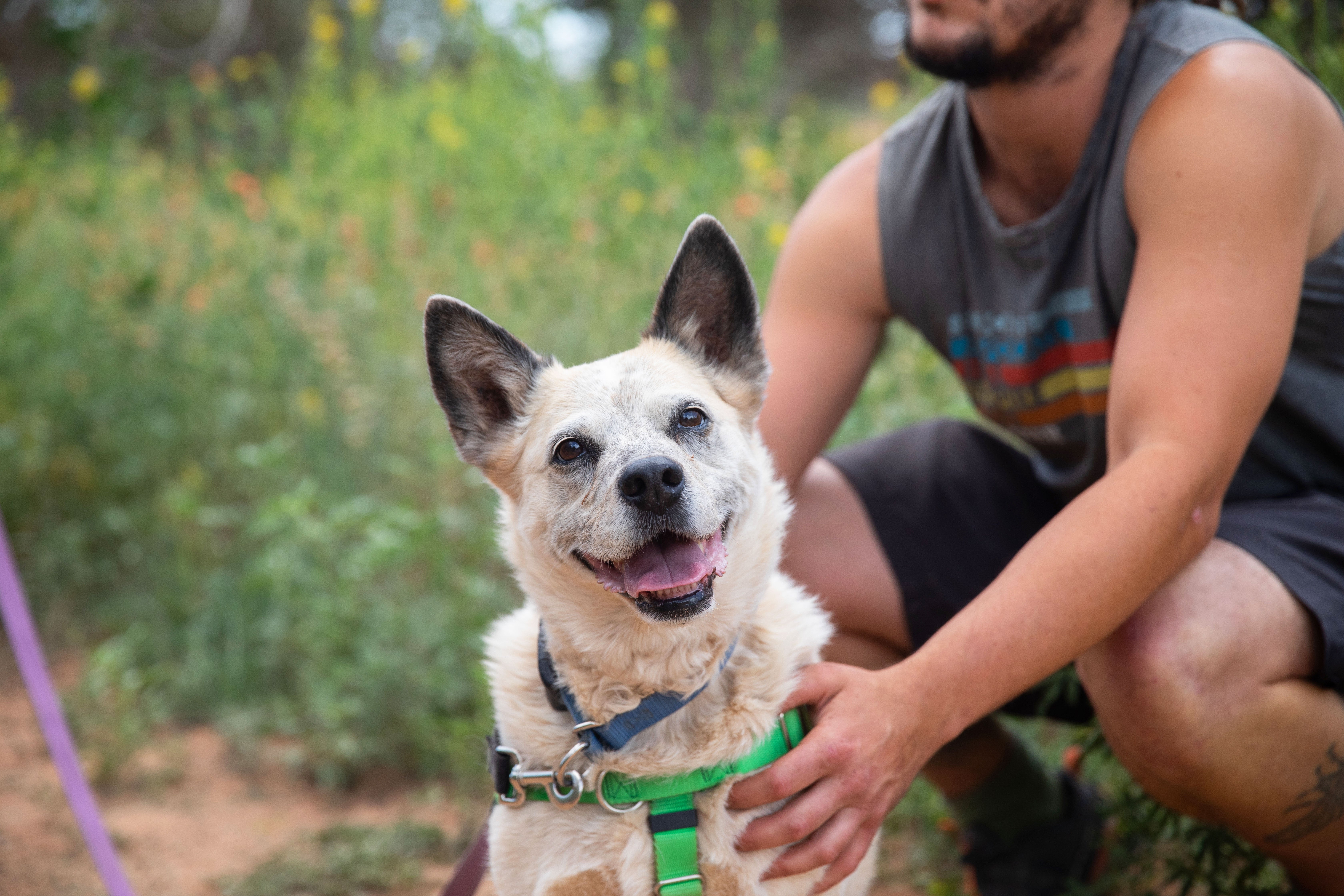 National Adoption Weekend at PetSmart: Save a life