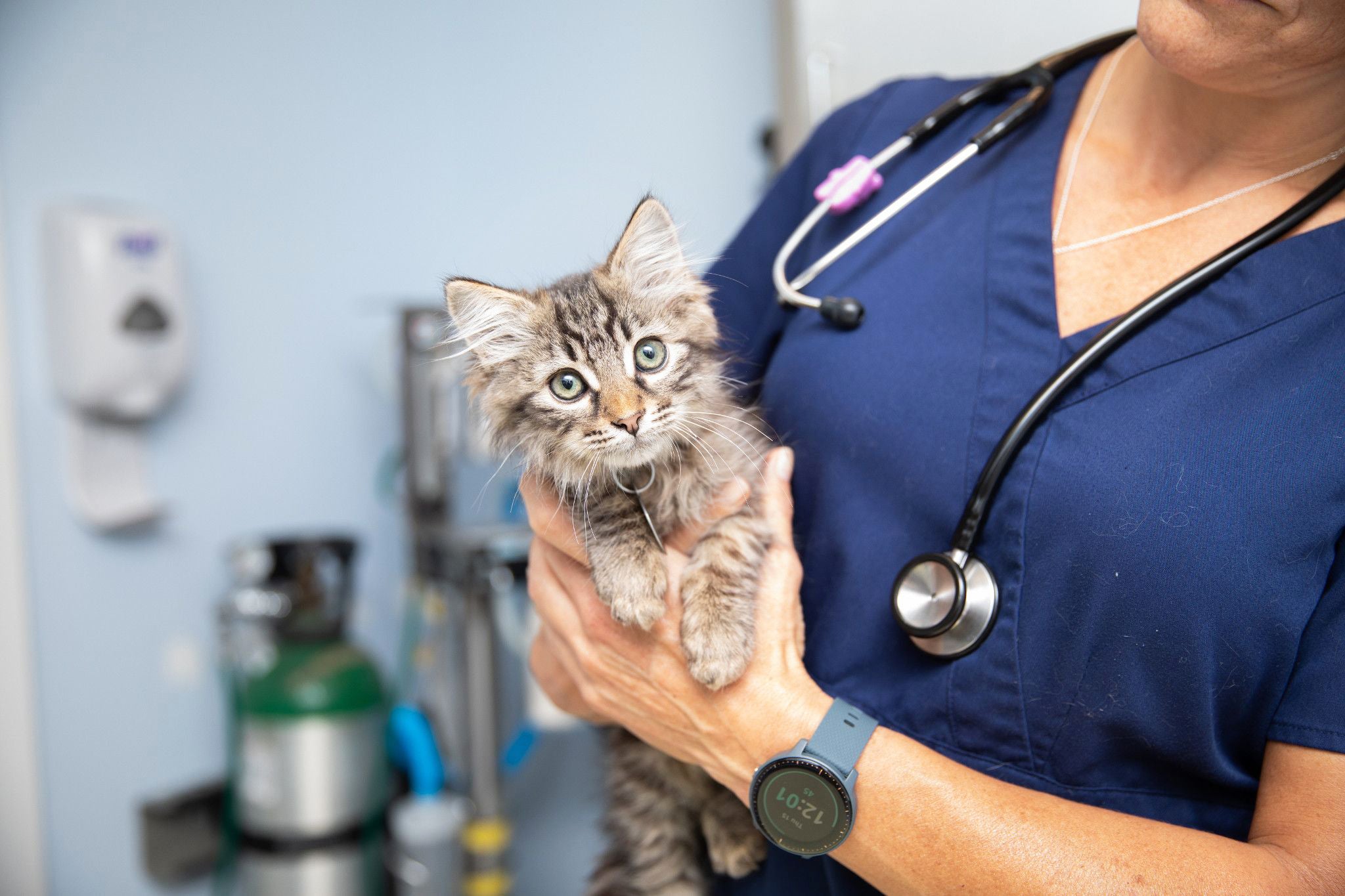 Expanding veterinary care in Arkansas Best Friends Animal Society Save Them All