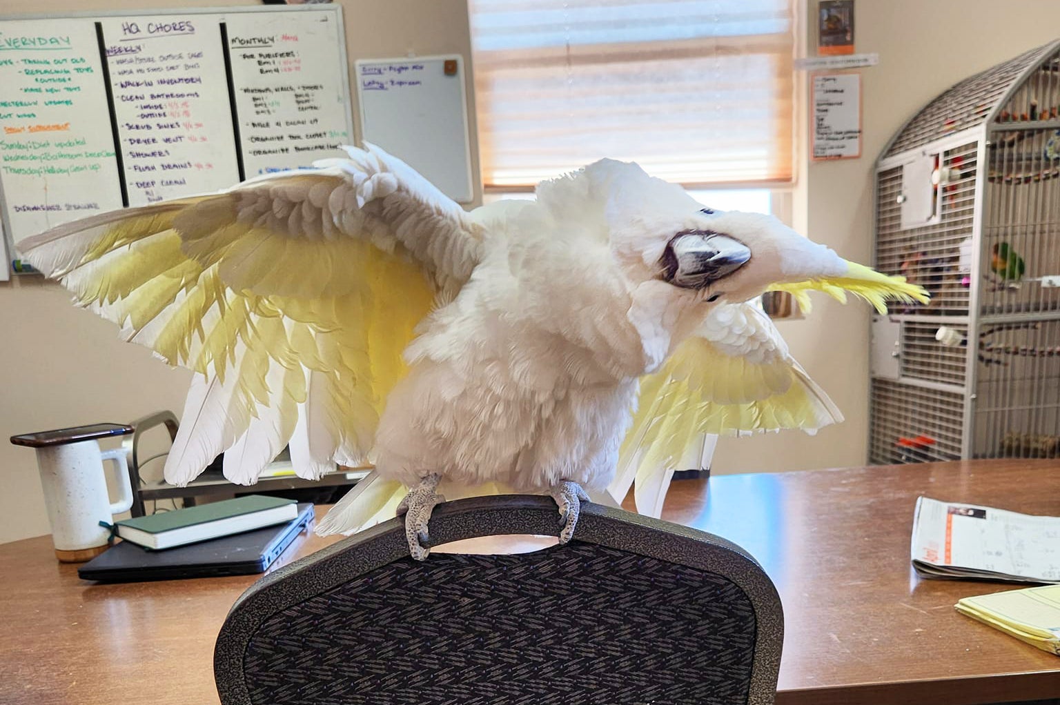 Wallflower cockatoo blossoms into dancing king | Best Friends Animal  Society - Save Them All