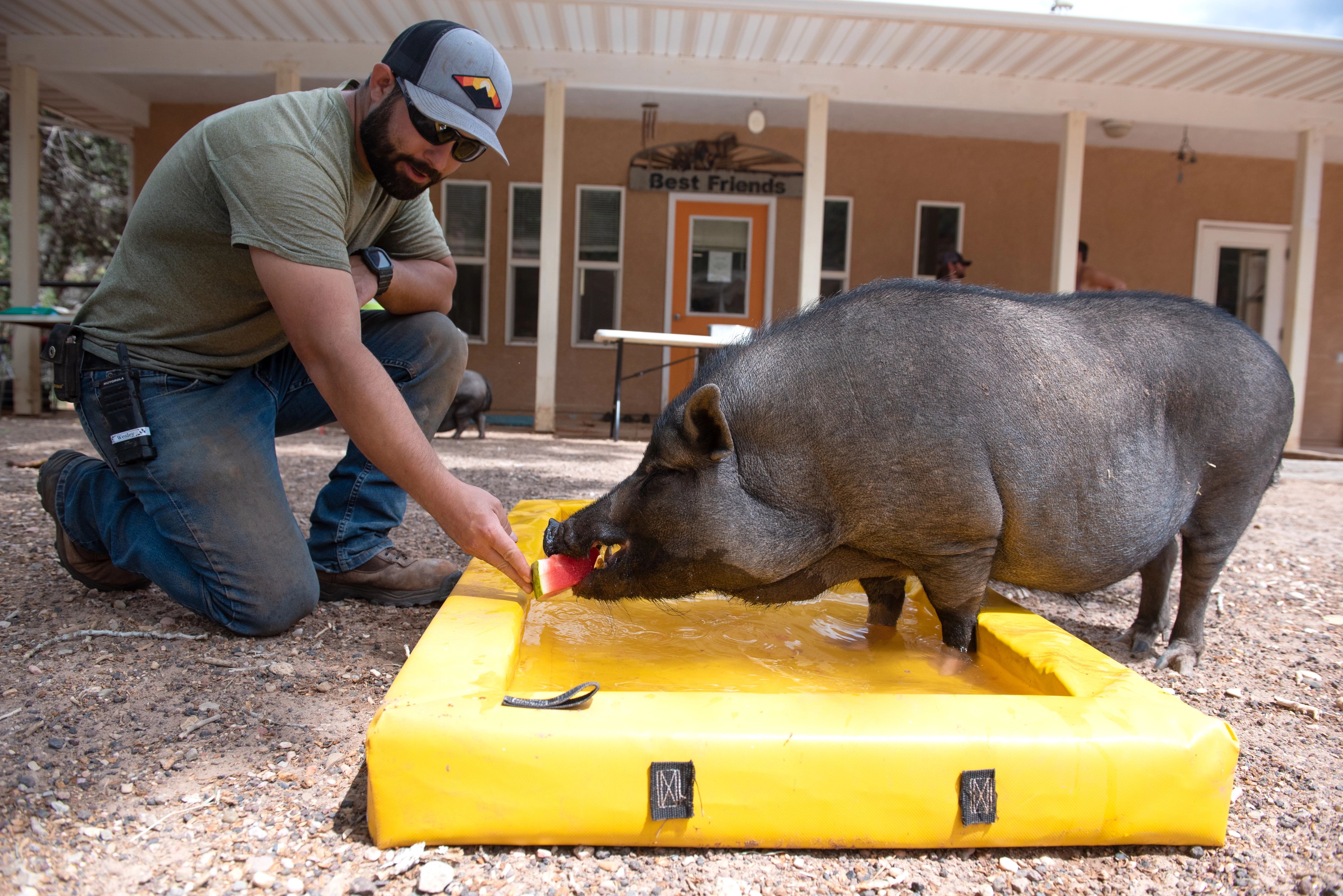 A pool party just for pigs | Best Friends Animal Society