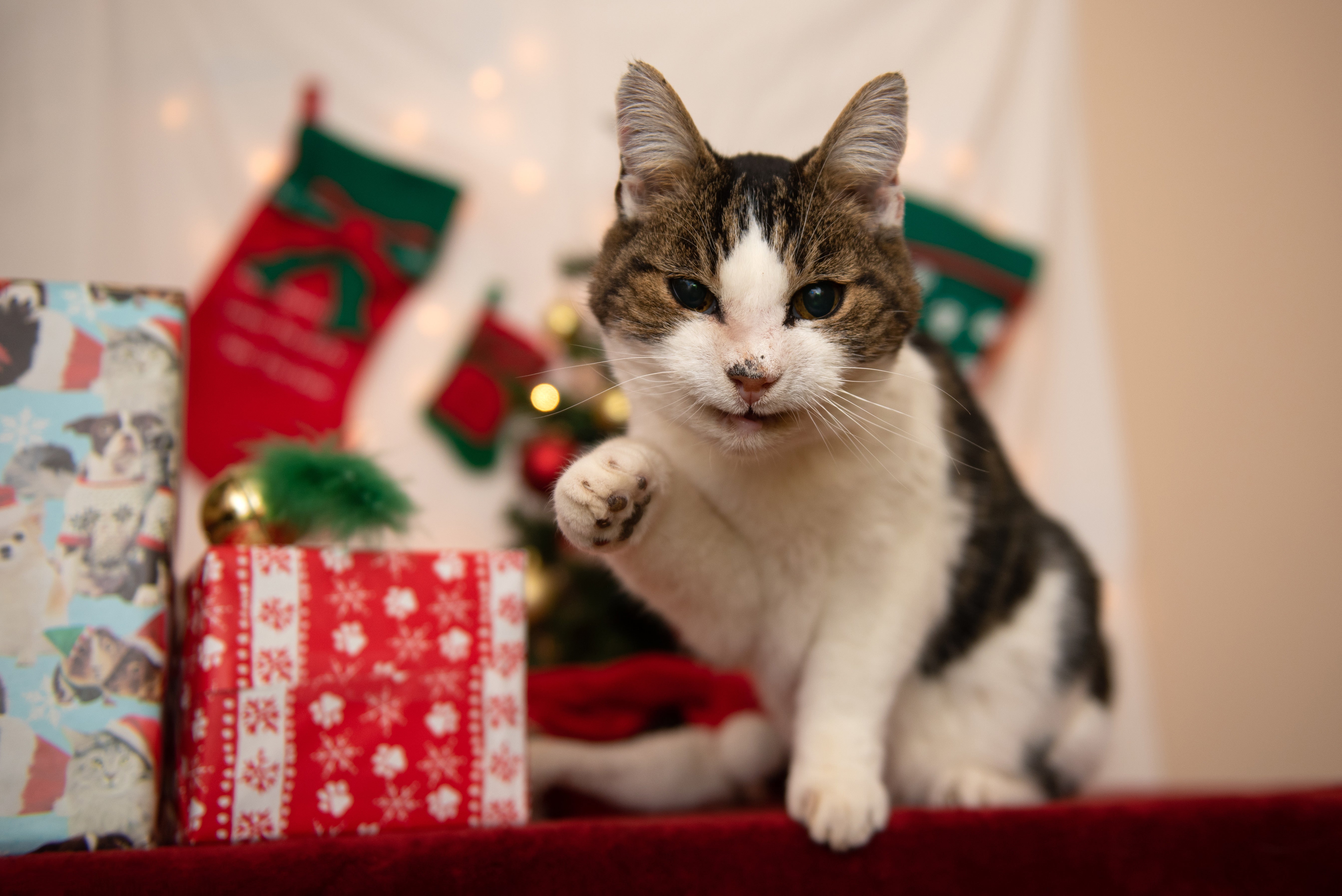 Behind the scenes: holiday festivities | Best Friends Animal Society