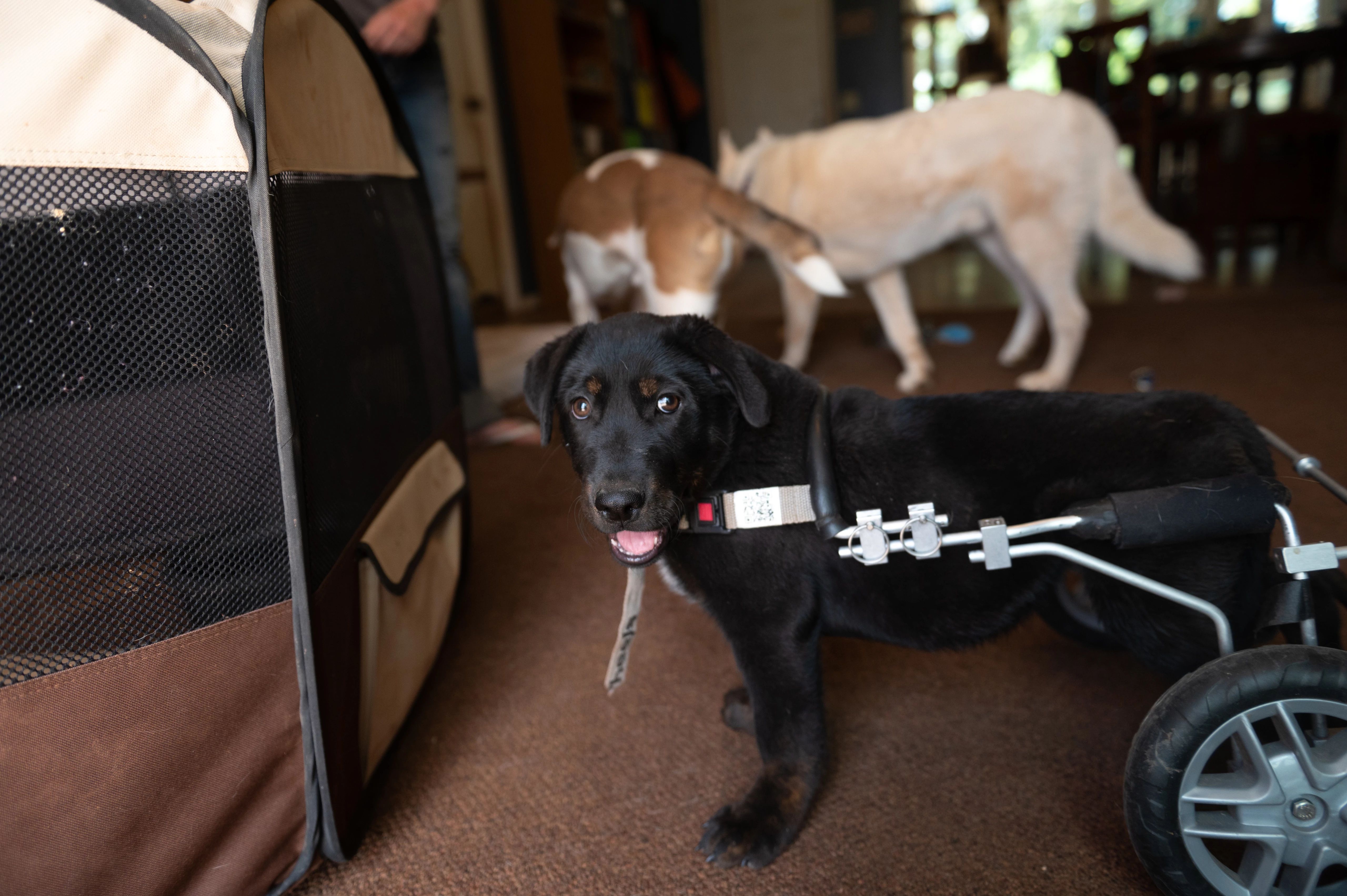 Foster home helps puppy stand tall Best Friends Animal Society Save