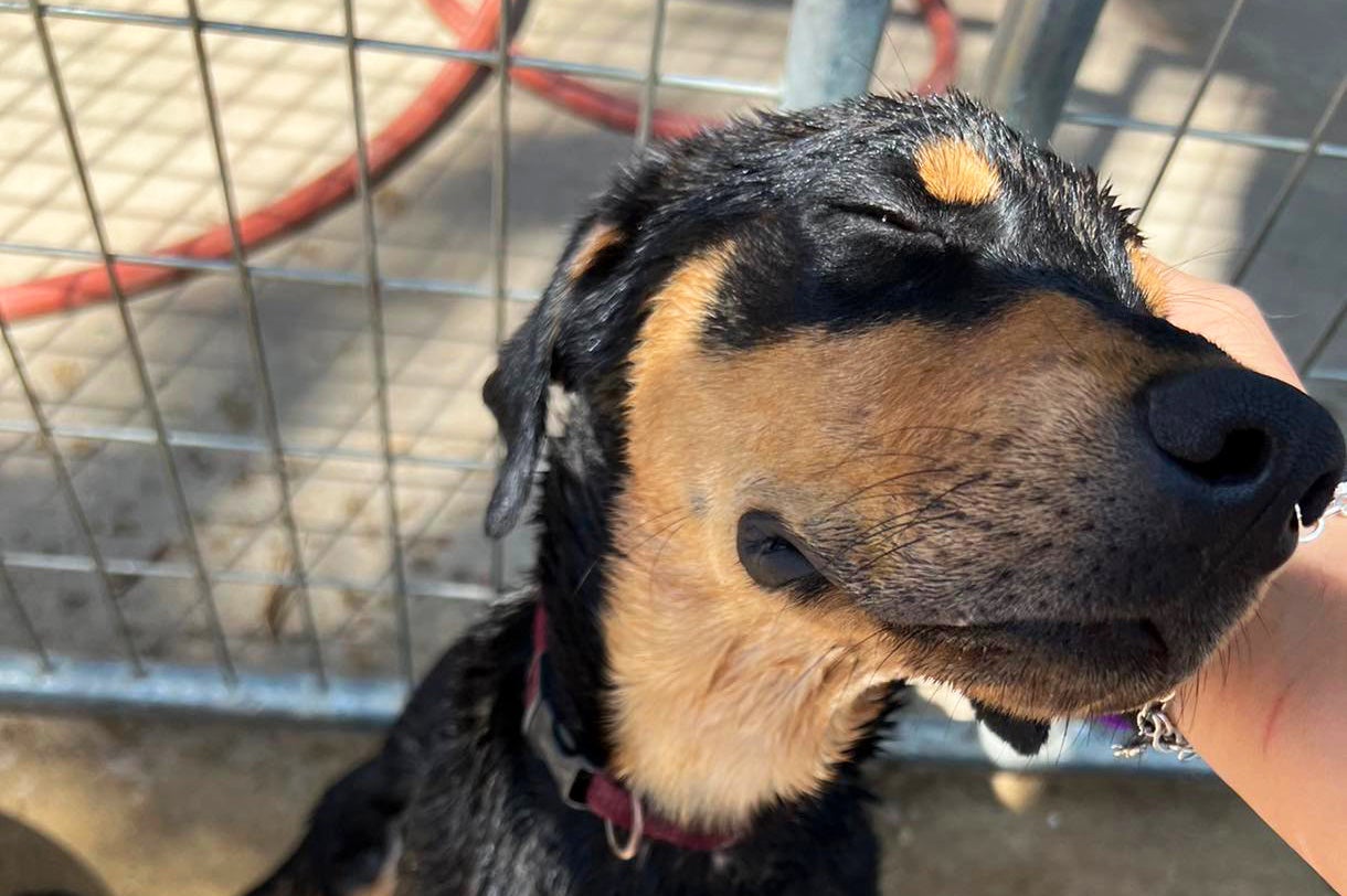 Help for homeless pets in a grieving community Best Friends Animal