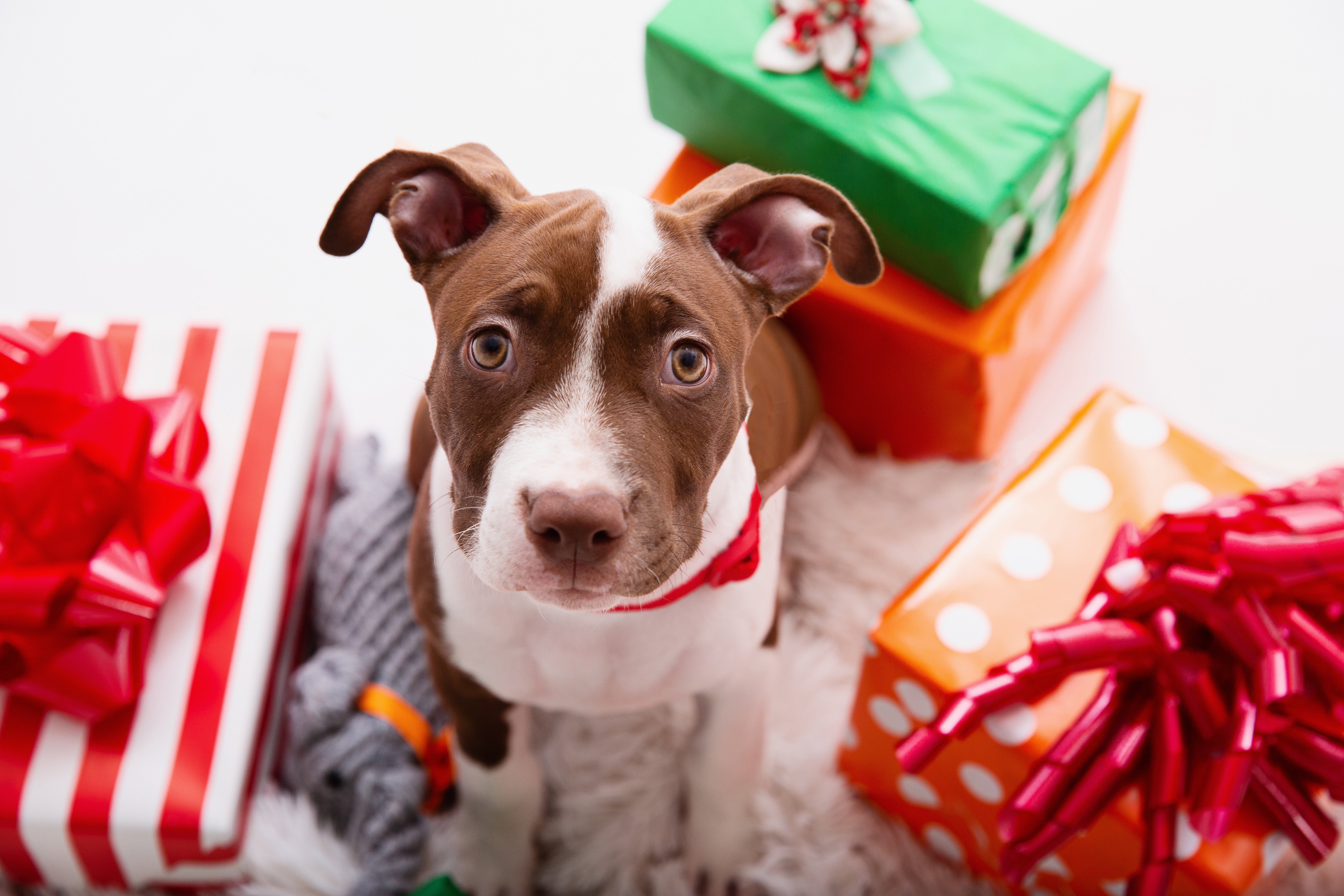 Puppies presented as holiday gifts are not always the best idea