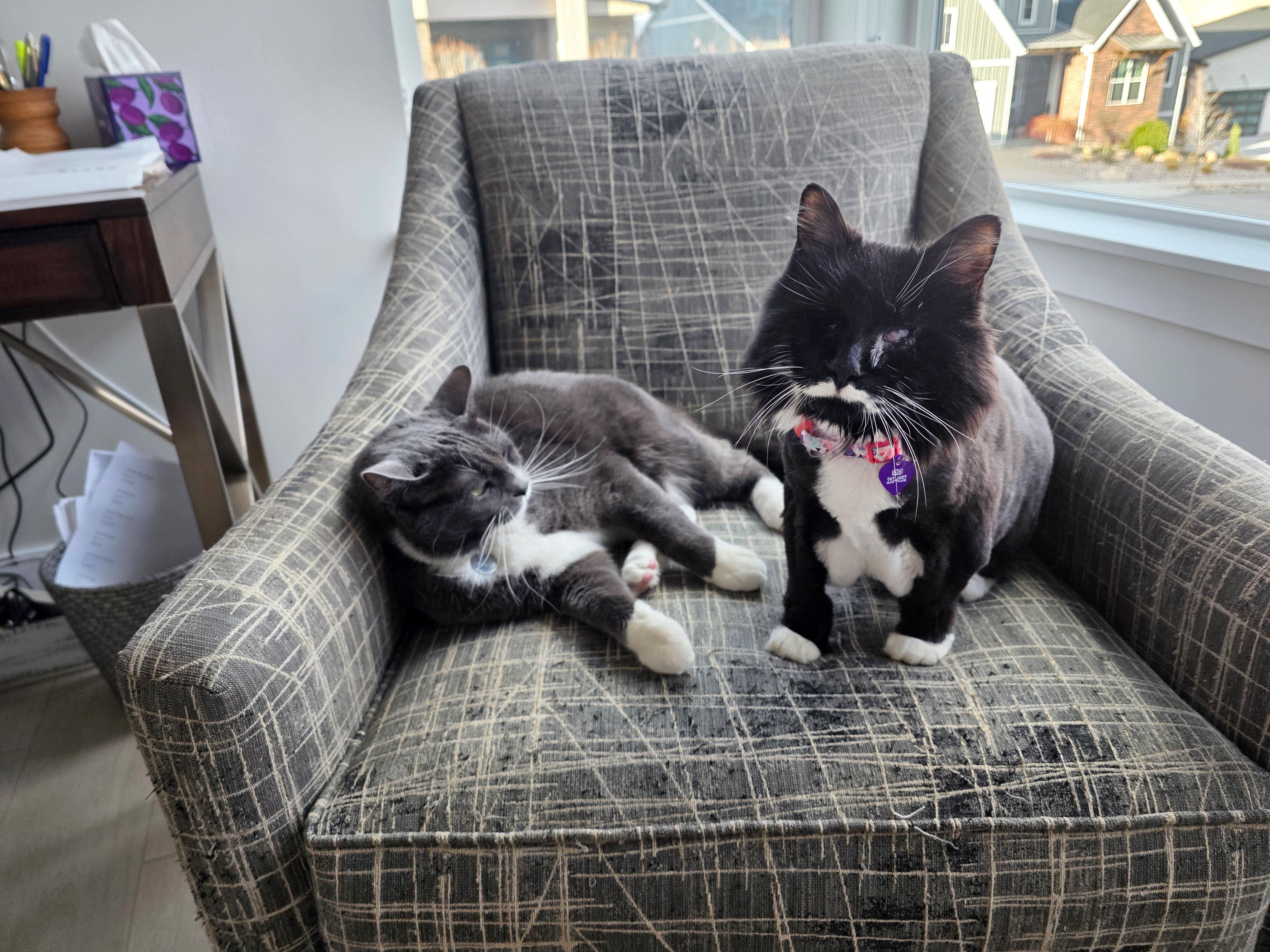 Cat goes from spicy to sweet | Best Friends Animal Society