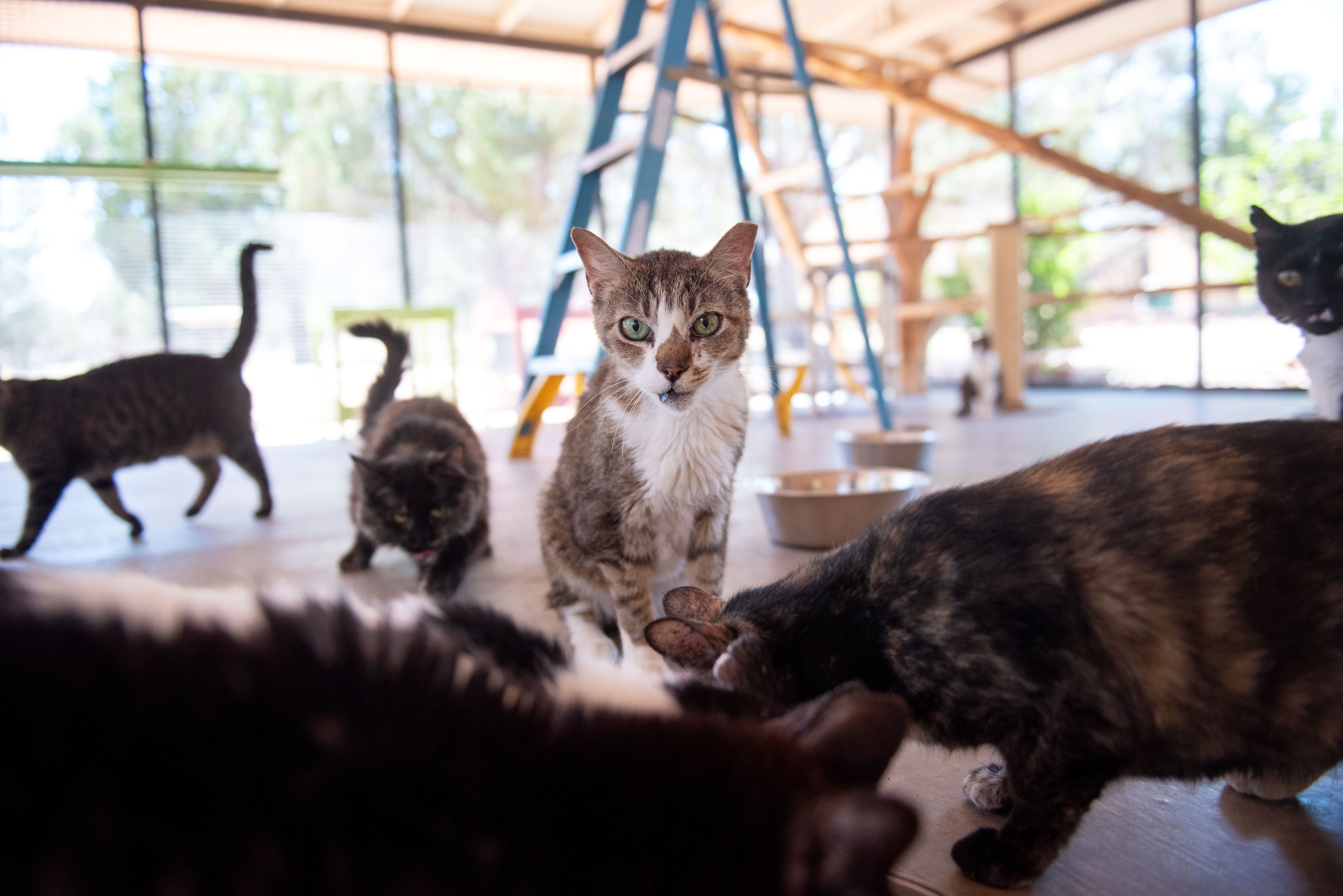 Once-scared cat overcomes much to enjoy golden years | Best Friends ...