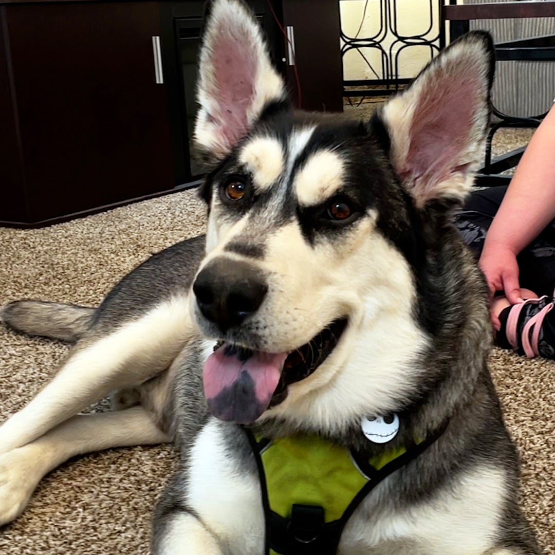 Foster caregivers help dog heal | Best Friends Animal Society