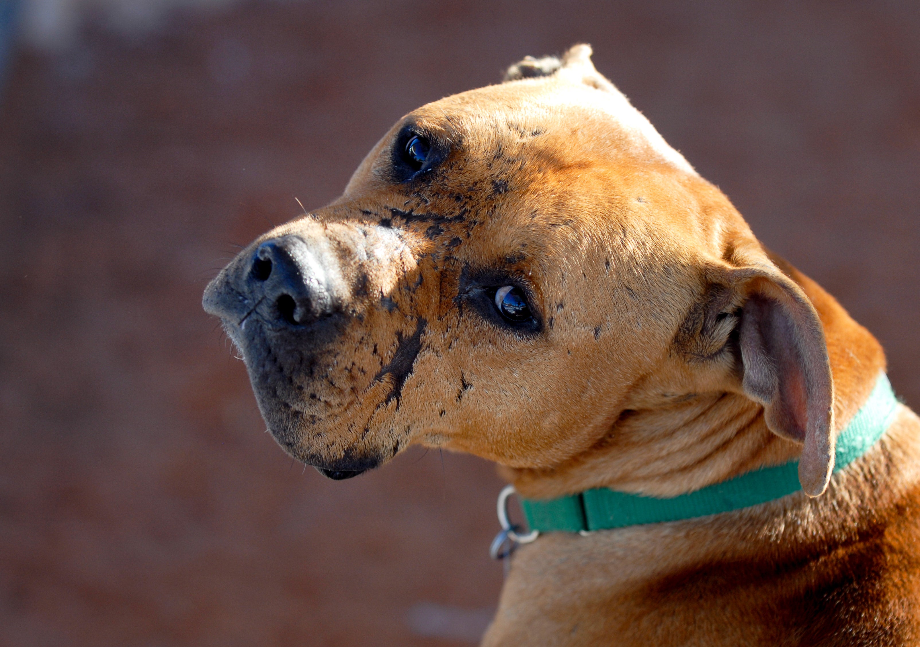 Victrix Dogs Tails from the Sanctuary: The Vicktory Dogs | Best Friends Animal Society