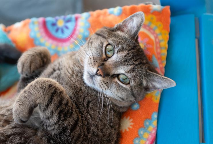 Tabby cat lying upside down on colorful blanket on chair