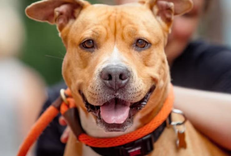 Smiling dog