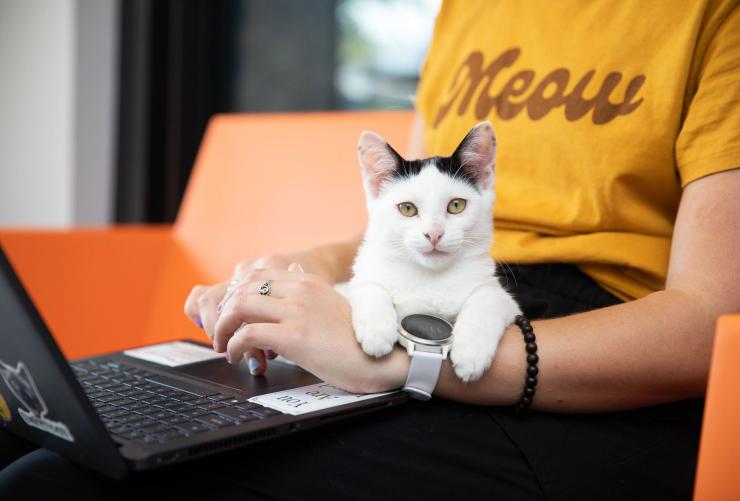 Kitten sitting on someone's lap as they work on a laptop.