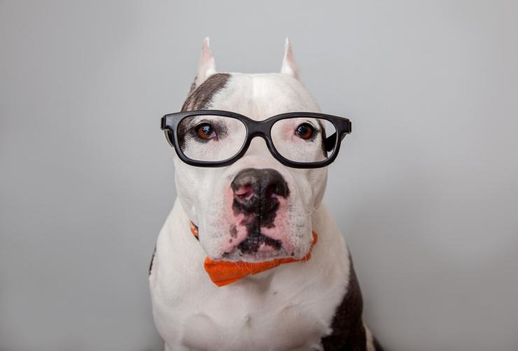 Smart dog wearing stylish glasses