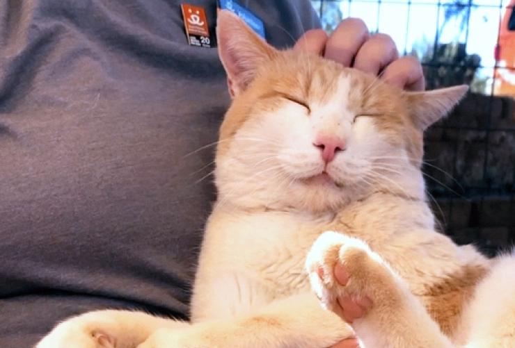 Leo Decatmeow