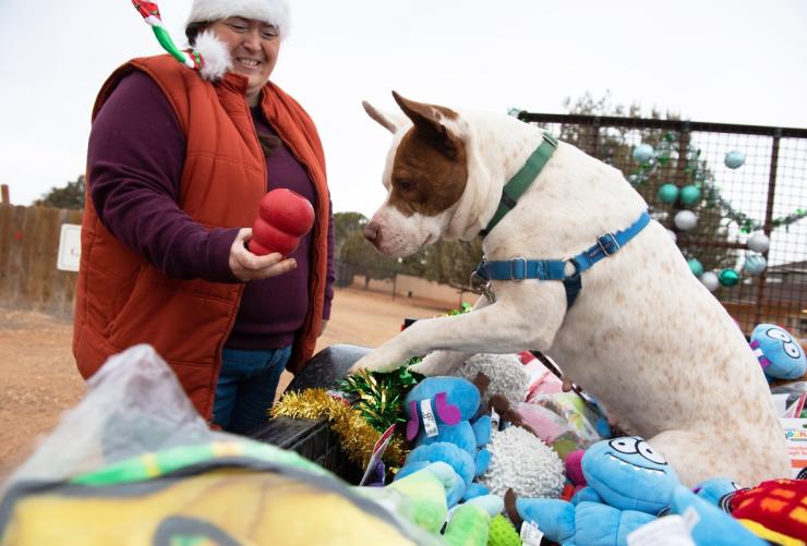 Person giving a toy to a dog