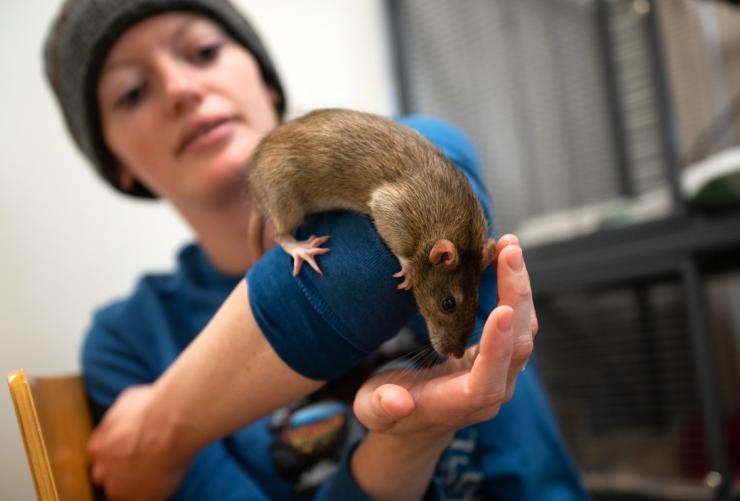 Person looking at a rat resting on their arm