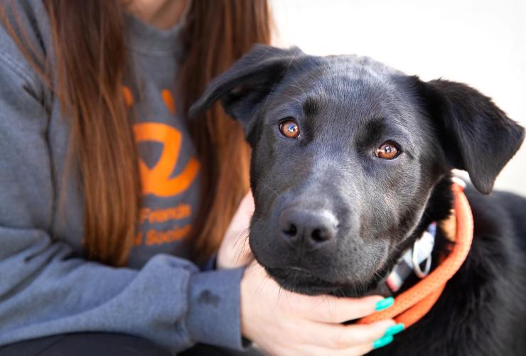 Person wearing a Best Friends sweatshirt while petting a dog