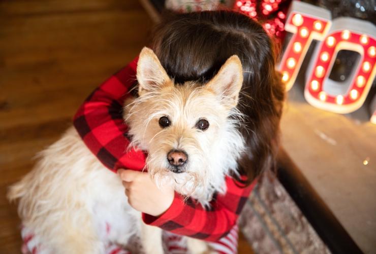 Person hugging a dog