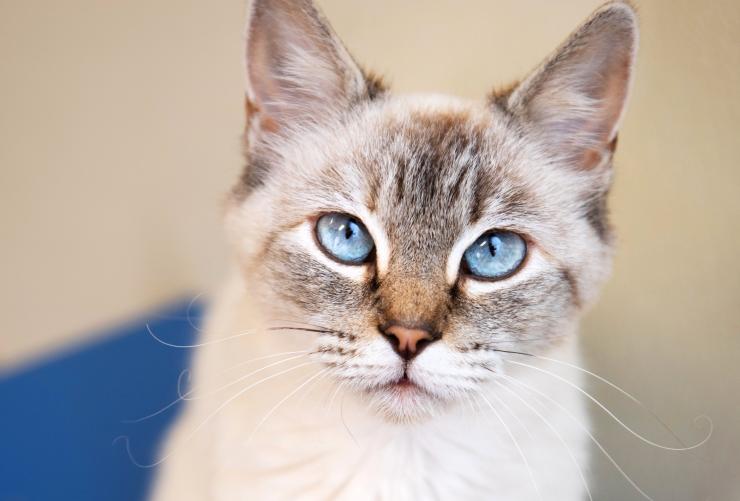Gray cat with bright blue eyes looking at the camera