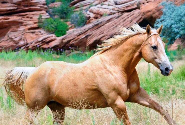 Horse running in a pasture