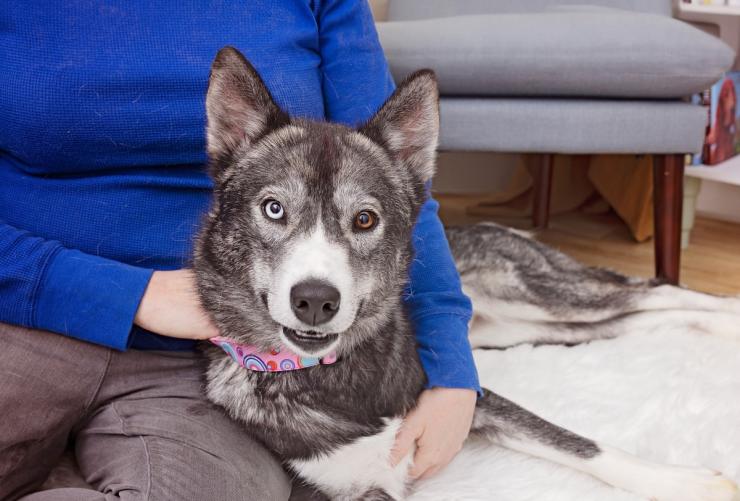 Dog relaxing with a person on a soft rug