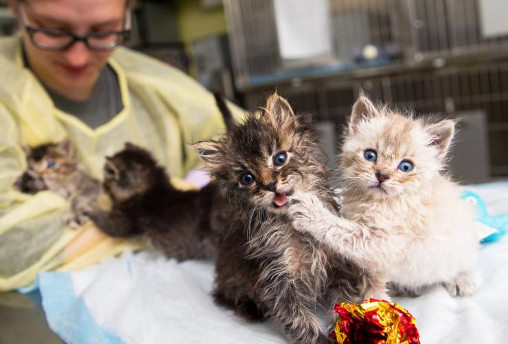 Person caring for a tiny litter of playful kittens