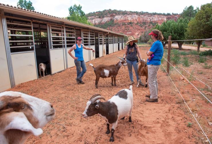 Volunteers with goats at Horse Haven