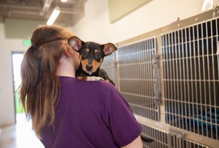 Person holding a puppy over her shoulder in front of kennels