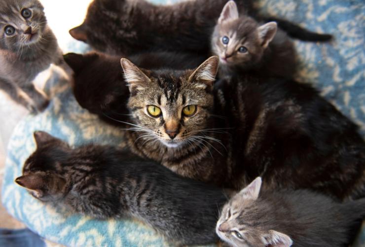 Mom with her kittens