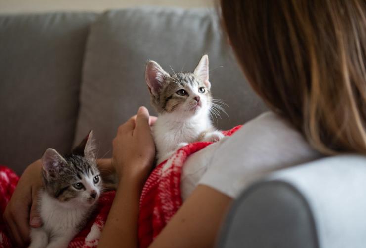 Person lying on a couch with two kittens in their lap on a red and white blanket