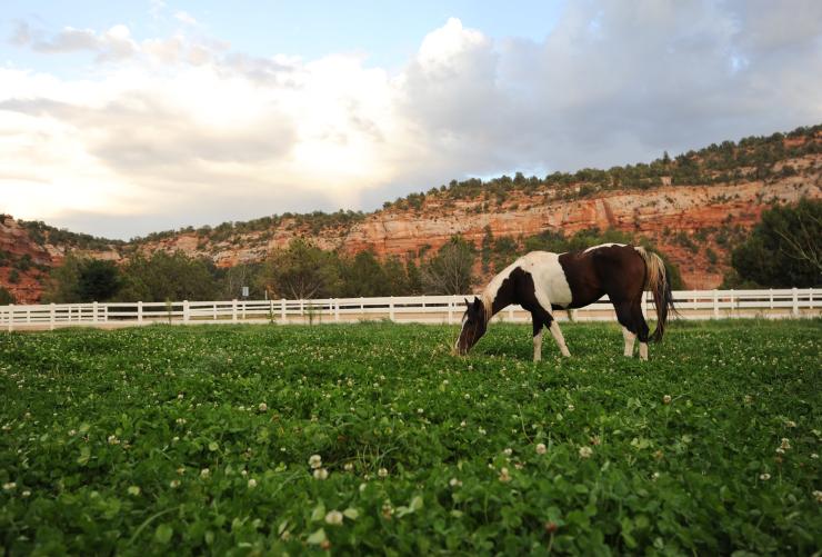 Horse in pasture at animal sanctuary in Utah surrounded by red rock hills