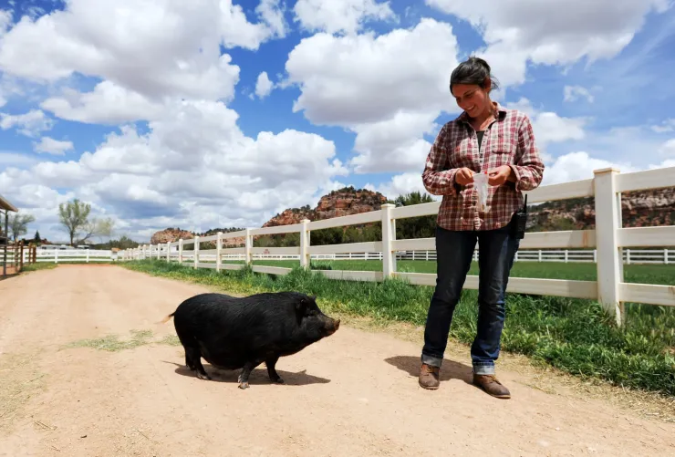 Smiling person taking a pig for a walk next to a big green pasture