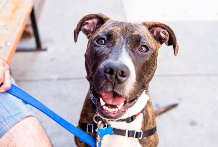 Smiling brindle and white pit bull type dog outside on a leash