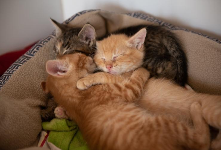 Three kittens snuggling