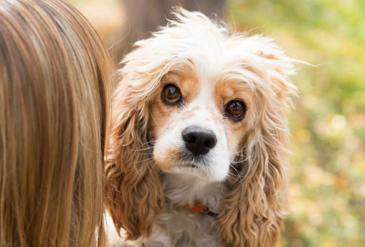 Person holding a Coker spaniel backward over her shoulder