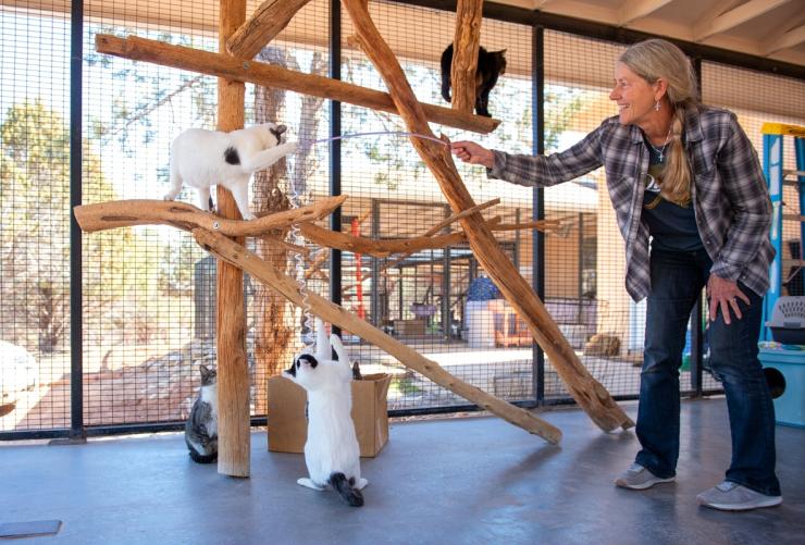 Person playing with cats in a screened-in patio