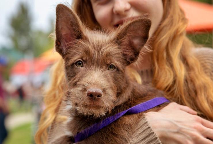 Woman holding small brown dog at festival