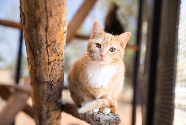 Happy orange cat relaxing in a cattery at Best Friends Animal Sanctuary