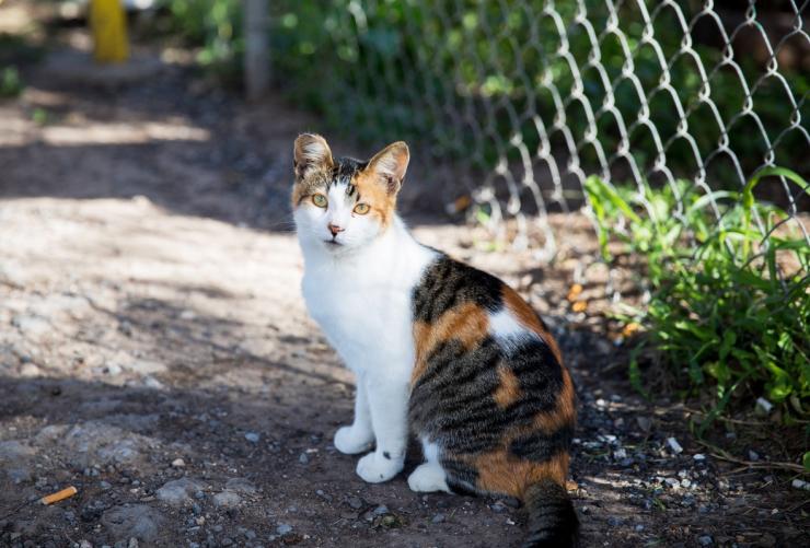 Calico community cat with a tipped ear