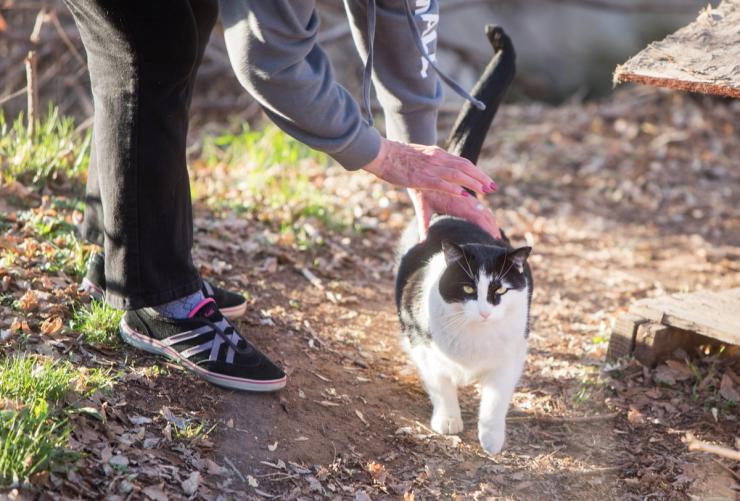 Person bending down to pet a black and white community cat