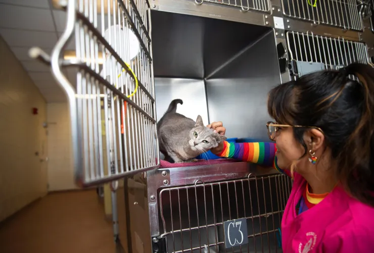 Smiling person reaching out to pet a cat in an animal shelter