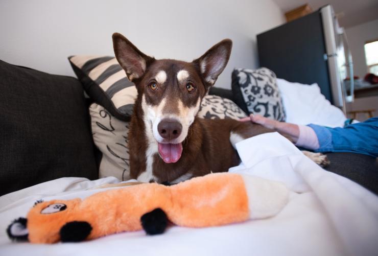 dog on sofa with pillow